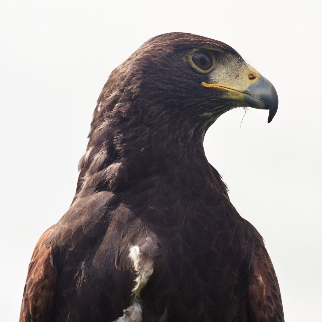hawk eagle